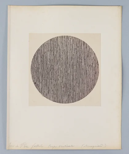 Bois de Pin fossile coupverticale [Petrified Wood (Pine)] by Auguste-Adolphe Bertsch, photograph, 1853-1857