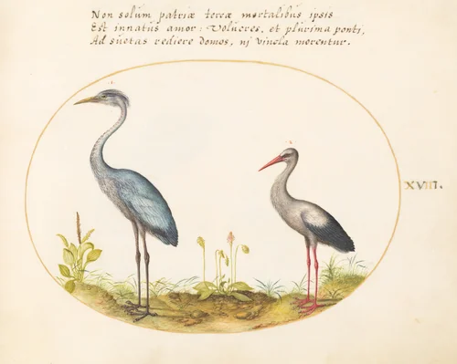 Plate 18: Heron and Stork by Joris Hoefnagel, drawing, 1570-1599