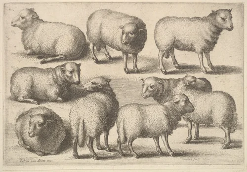 Nine Sheep by Wenceslaus Hollar, print, 1646
