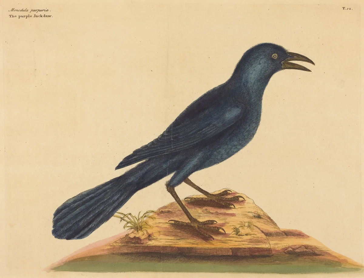 The Purple Jack Daw (Gracula Quiscula) by Mark Catesby, print, 1731-1743