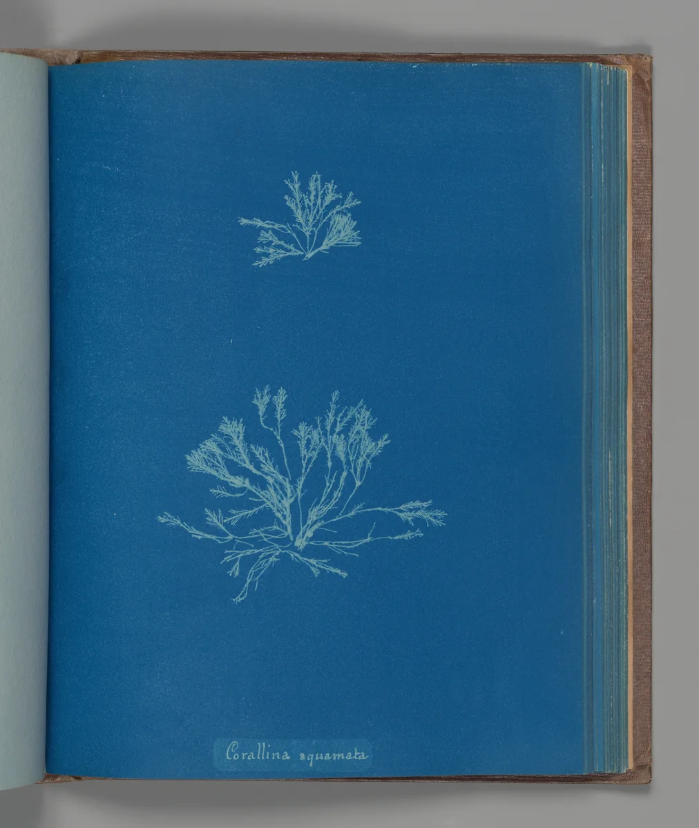 Corallina squamata by Anna Atkins, photograph, 1851-1855