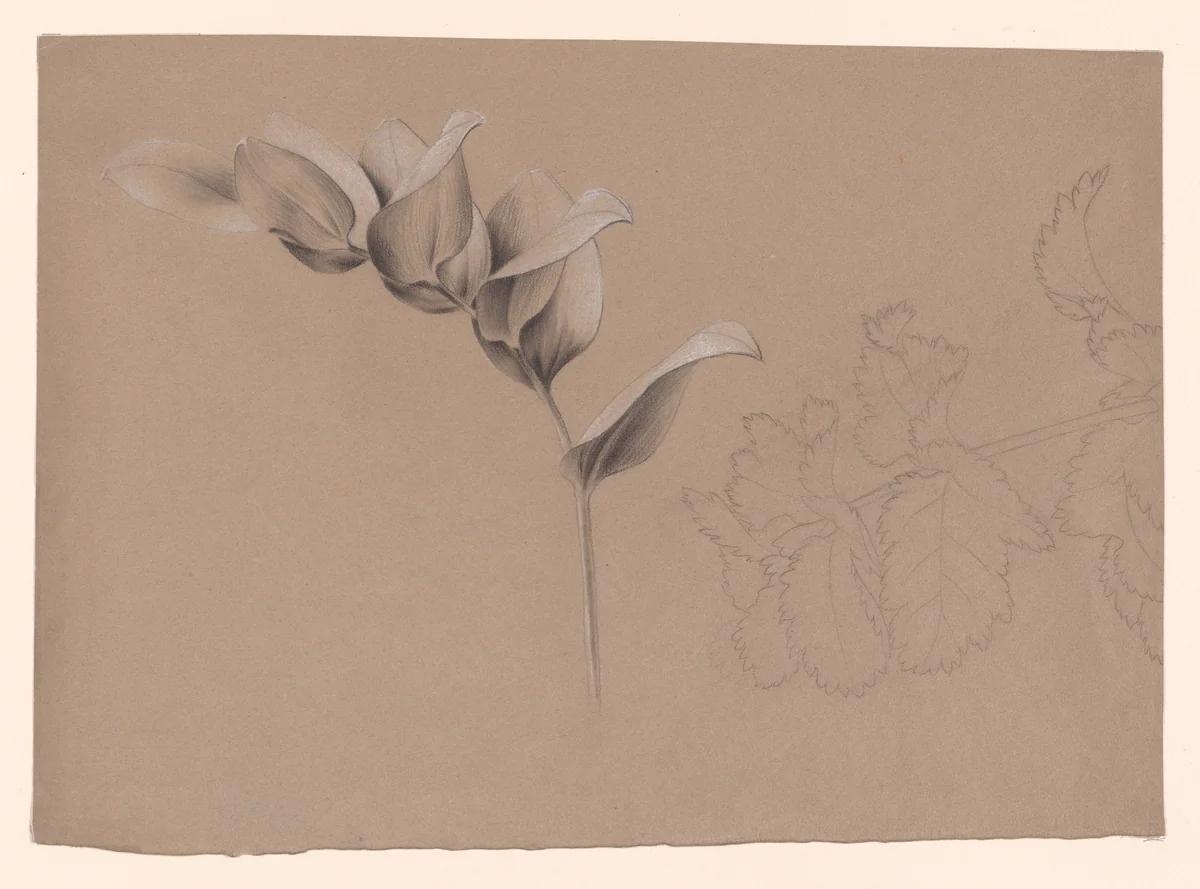 Floral Design by Antoine Berjon, drawing, 1770-1843