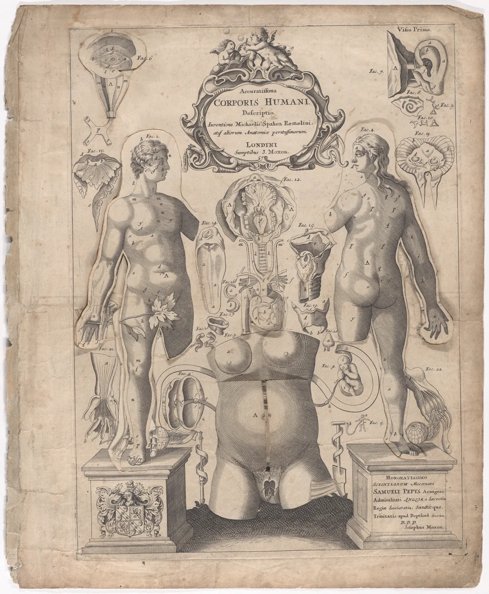 A Survey of the Microcosme or the Anatomie of the Bodies of Man and Woman wherein the Skin, Veins, Nerves, Muscles, Bones, Sinews and Ligaments Thereof are Accurately Delineated, and so Disposed by Pasting, as that Each Part of the Said Bodies Both Inward and Outward are Exactly Represented. Useful for all Doctors, Chyrurgeons, Statuaries, Painters, &c. by Johann Remmelin, print, 1675
