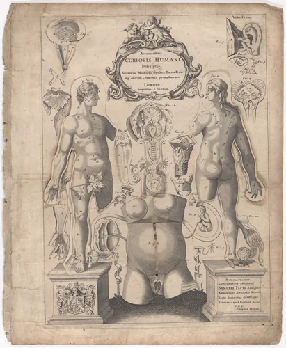 A Survey of the Microcosme or the Anatomie of the Bodies of Man and Woman wherein the Skin, Veins, Nerves, Muscles, Bones, Sinews and Ligaments Thereof are Accurately Delineated, and so Disposed by Pasting, as that Each Part of the Said Bodies Both Inward and Outward are Exactly Represented. Useful for all Doctors, Chyrurgeons, Statuaries, Painters, &c. by Johann Remmelin, print, 1675