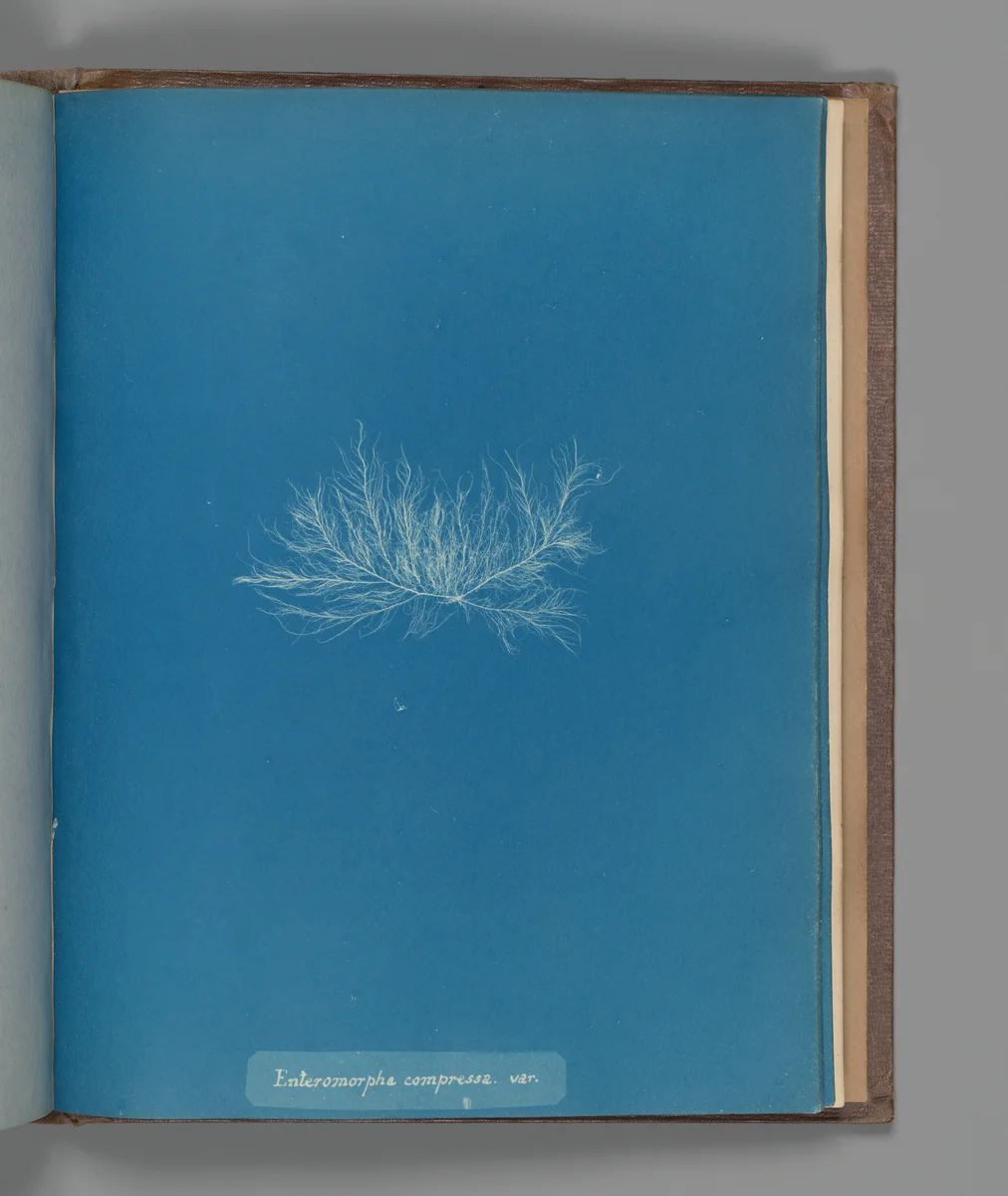 Enteromorpha compressa, var. by Anna Atkins, photograph, 1851-1855