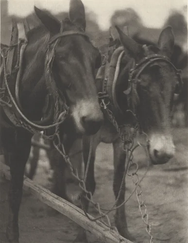 Untitled by Doris Ulmann, photograph, 1929