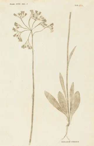 Hieracium Cymosum by Johann Hieronymus Kniphof, print, 1757-1764
