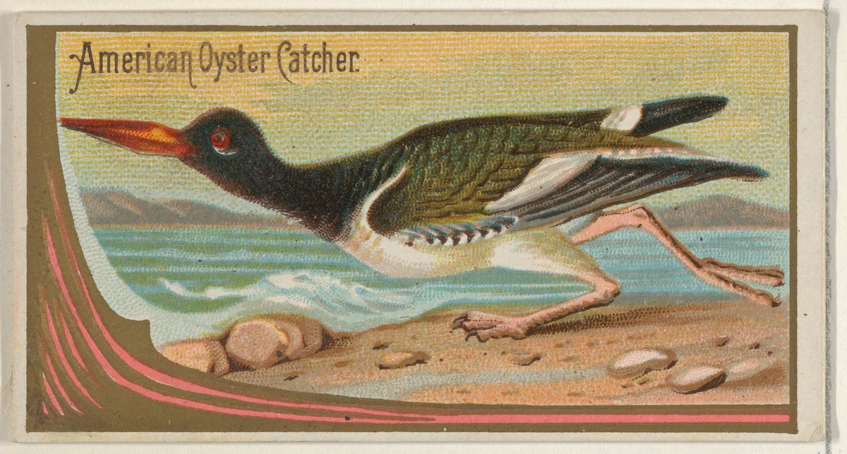 American Oyster Catcher, from the Game Birds series (N13) for Allen & Ginter Cigarettes Brands by Allen & Ginter, print, 1889