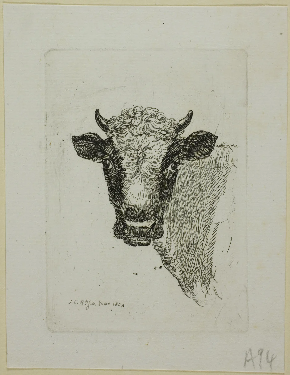 Head of a Young Bull, from Die Zweite Thierfolge by Johann Christian Reinhart, print, 1803