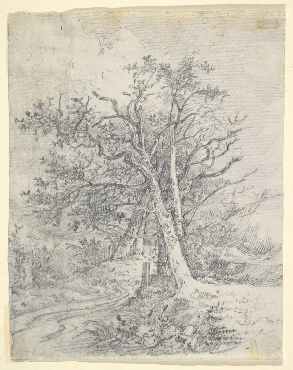 Study for Tree Trunks and Lane by John Crome, drawing, 1807-1817