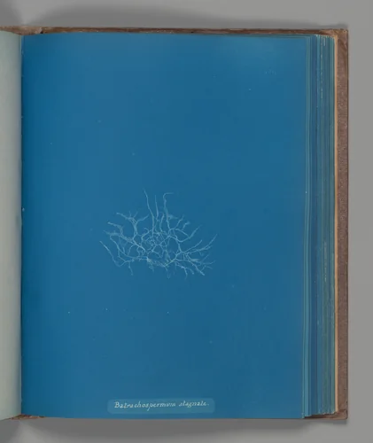 Batrachospermum stagnale by Anna Atkins, photograph, 1851-1855