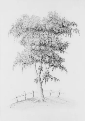 Tree (from McGuire Scrapbook) by E. B. B., artwork, 1800-1900