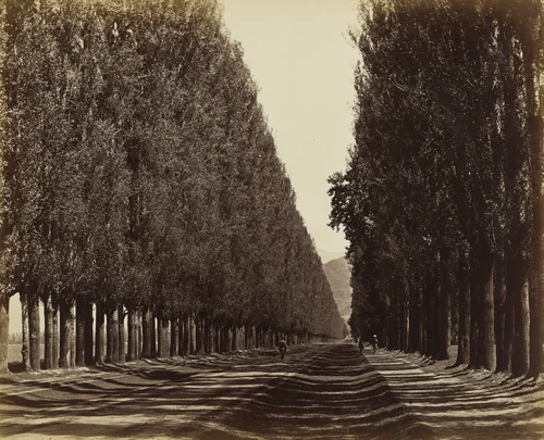 Poplar Avenue, from the Middle, Kashmir by Samuel Bourne, photograph, 1864