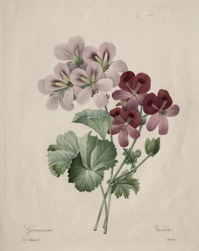 Geranium by Henry Joseph Redouté, print, 1827