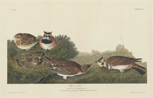 Shore Lark by Robert Havell, Jr.; John James Audubon, print, 1834