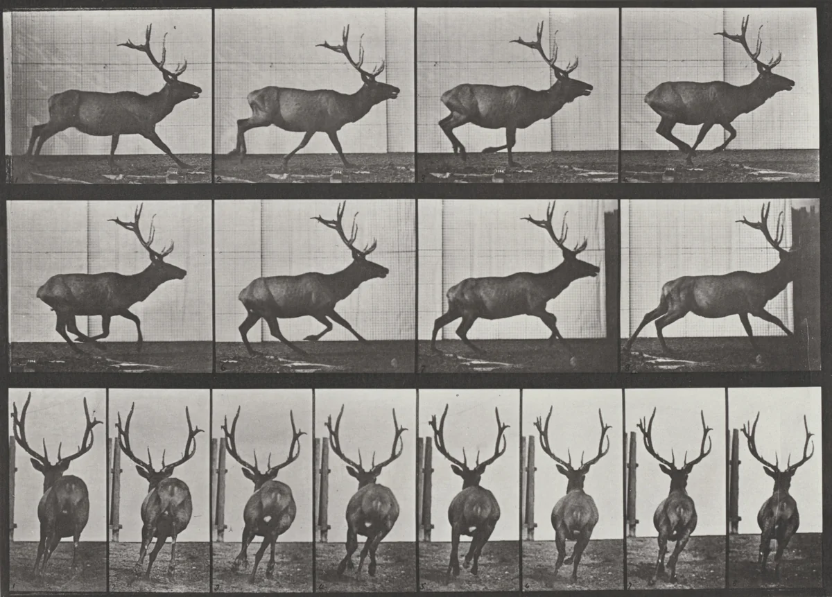 Plate Number 695. Elk galloping by Eadweard Muybridge, photograph, 1887