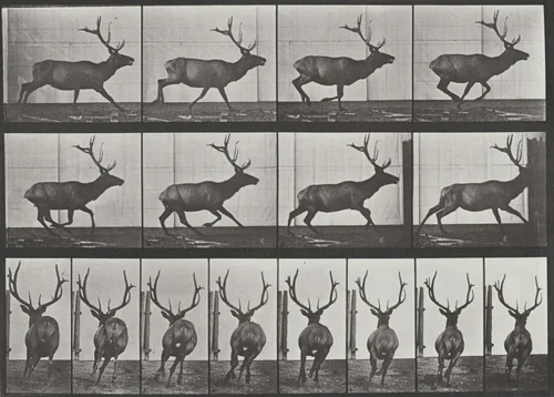 Plate Number 695. Elk galloping by Eadweard Muybridge, photograph, 1887