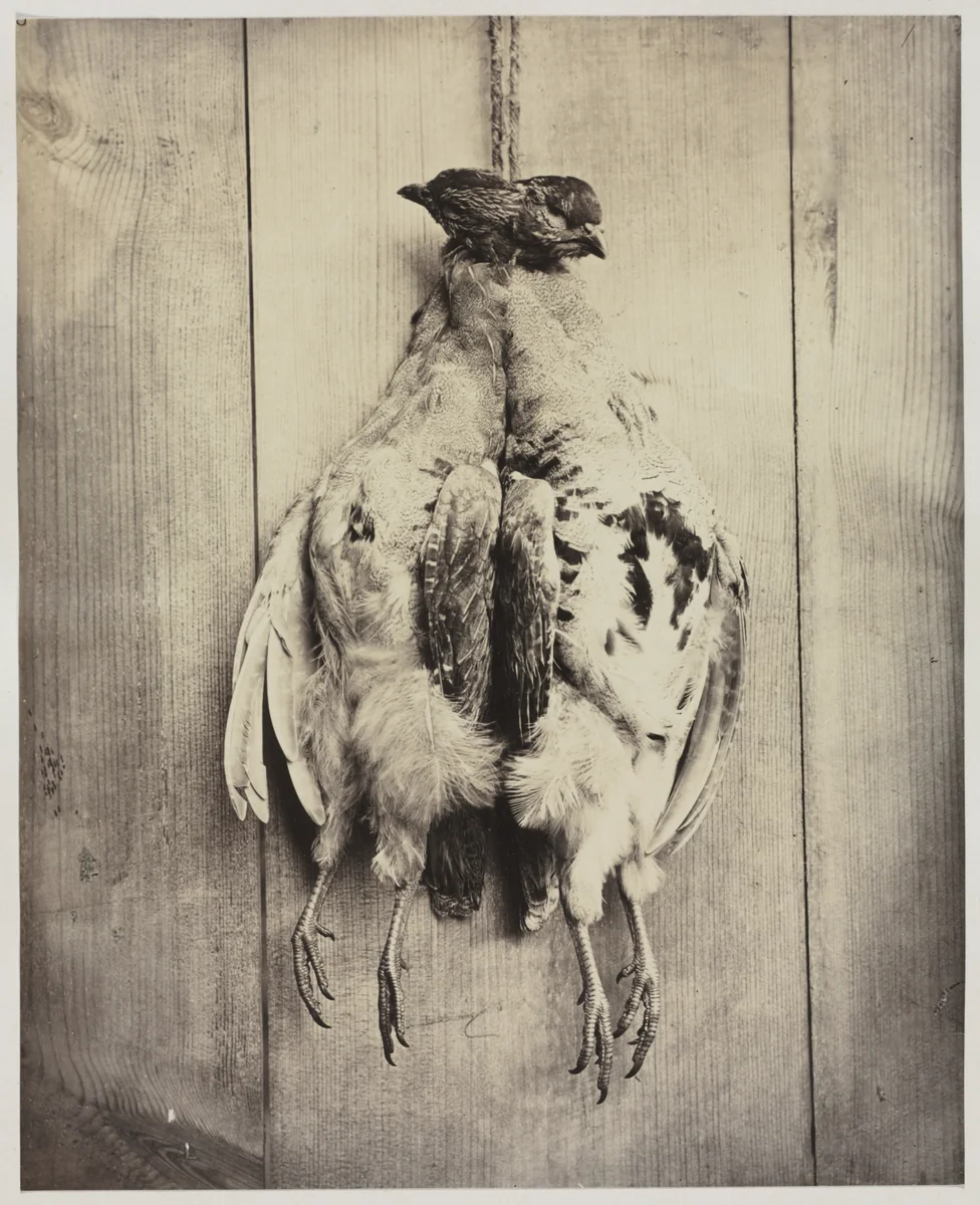 Partridges (recto) by Captain N. Baily, photograph, 1855-1865