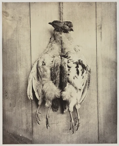 Partridges (recto) by Captain N. Baily, photograph, 1855-1865