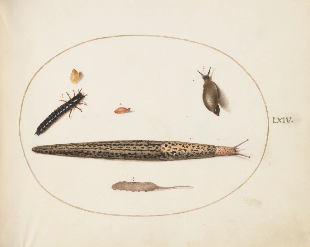 Plate 64: Leopard Slug, Ground Beetle Larva, a Rat-tailed Maggot, and Other Creatures by Joris Hoefnagel, drawing, 1570-1599