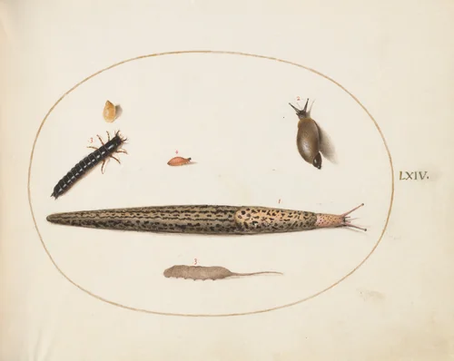 Plate 64: Leopard Slug, Ground Beetle Larva, a Rat-tailed Maggot, and Other Creatures by Joris Hoefnagel, drawing, 1570-1599