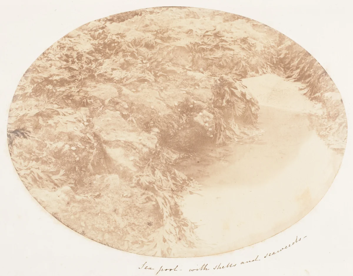Sea Pool with Shells and Seaweeds by John Dillwyn Llewelyn, photograph, 1853-1856