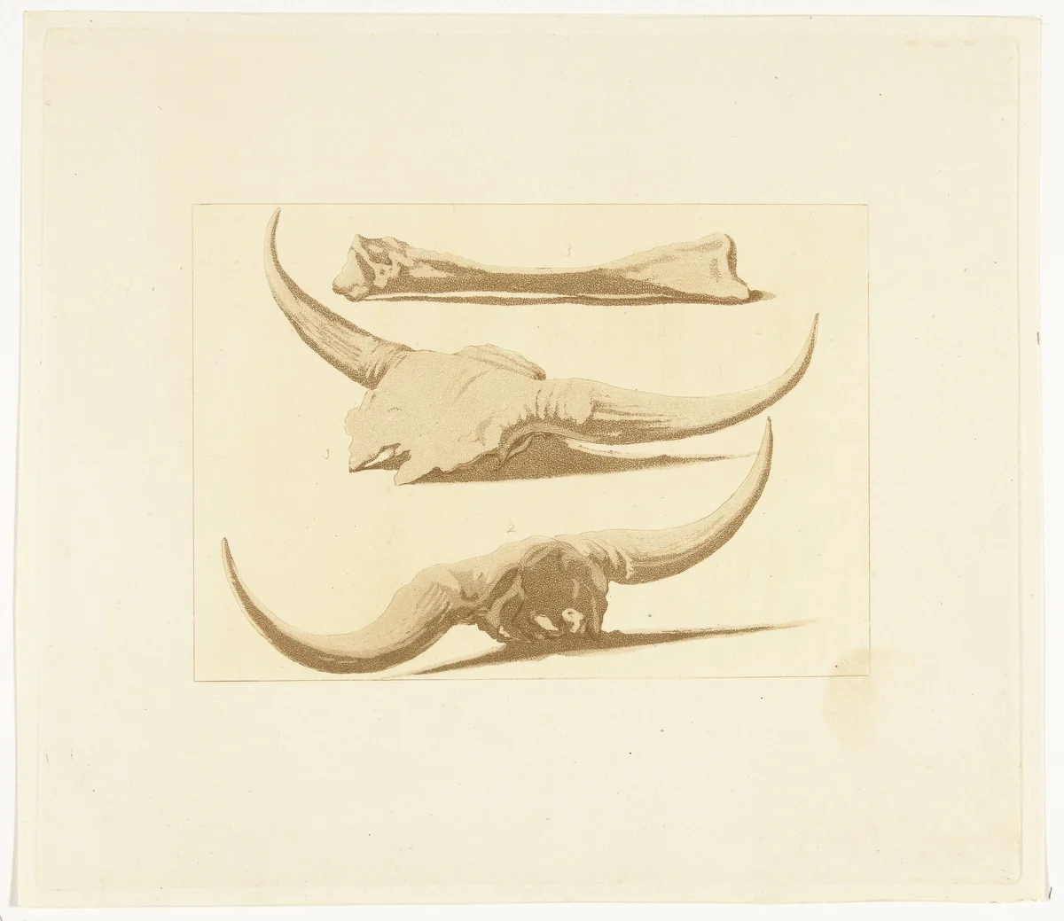 Beenderen van een os by Anthonie van den Bos, print, 1809-1810