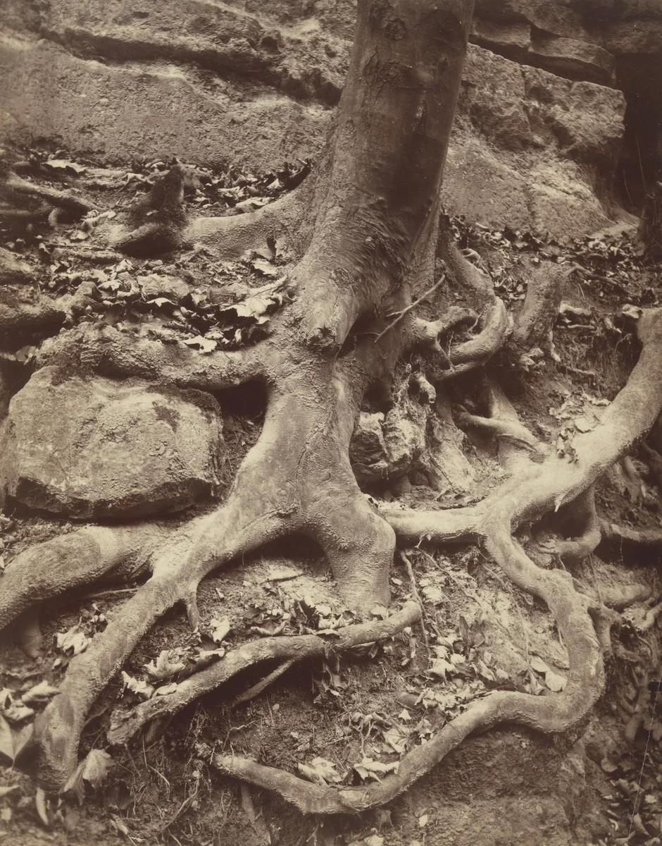 Parc de Saint-Cloud by Eugène Atget, photograph, 1906
