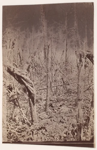 [The Wilderness Battlefield] by G. O. Brown, photograph, 1866