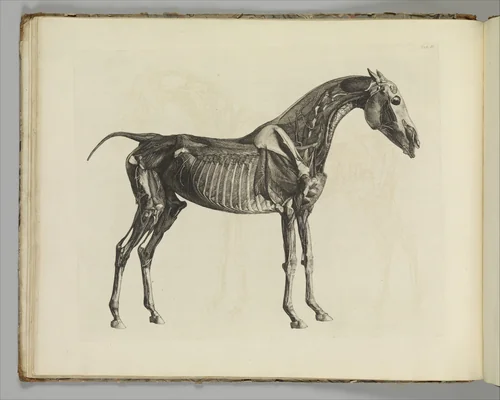 The Anatomy of the Horse, including a particular description of the bones, cartilages, muscles, fascias, ligaments, nerves, arteries, veins, and glands by George Stubbs, book, 1766