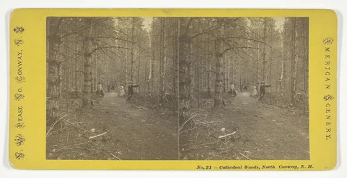 Cathedral Woods, North Conway, N.H. by N.W. Pease, photograph, 1850-1874
