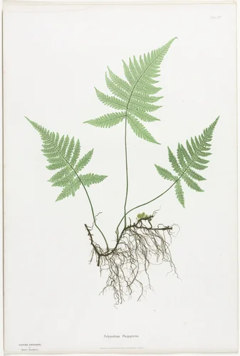 Ferns of Great Britain and Ireland: Polypodium Phegopteris by Henry Bradbury, print, 1855-1856