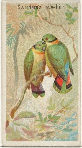 Swindern's Love-Bird, from the Birds of the Tropics series (N5) for Allen & Ginter Cigarettes Brands by Allen & Ginter, print, 1889