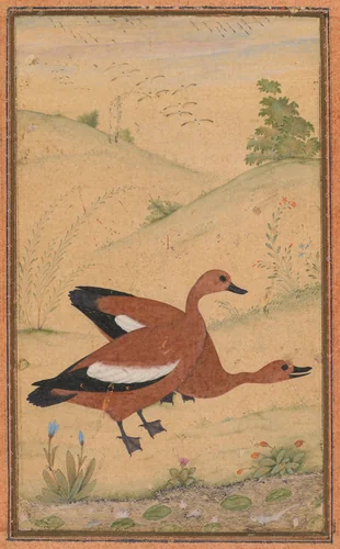 A pair of Brahminy ducks by Unknown, painting, 1590-1600