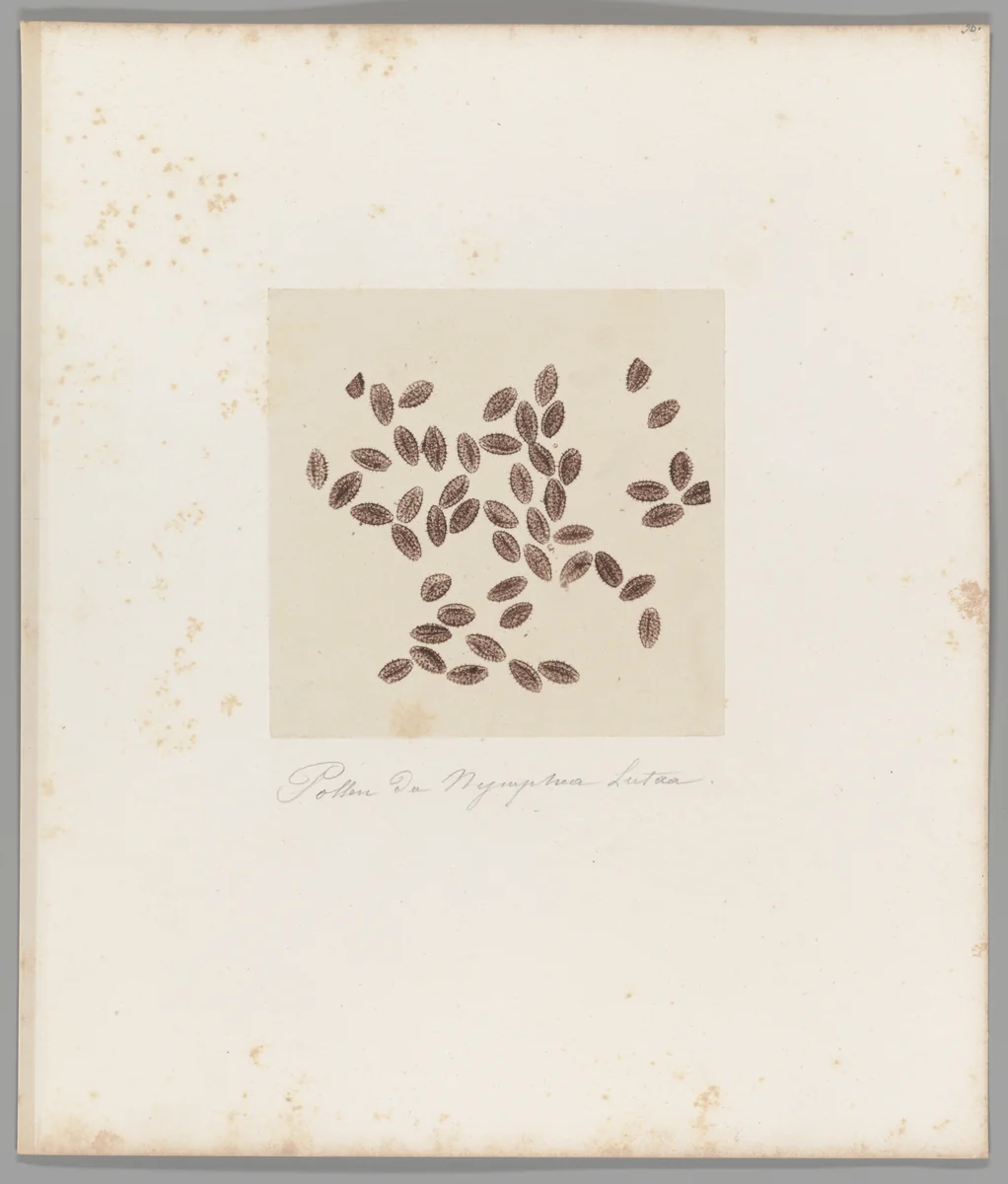 [Untitled] by Auguste-Adolphe Bertsch, photograph, 1853-1857