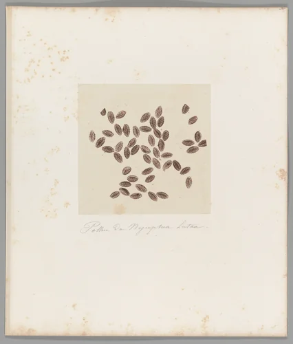 [Untitled] by Auguste-Adolphe Bertsch, photograph, 1853-1857