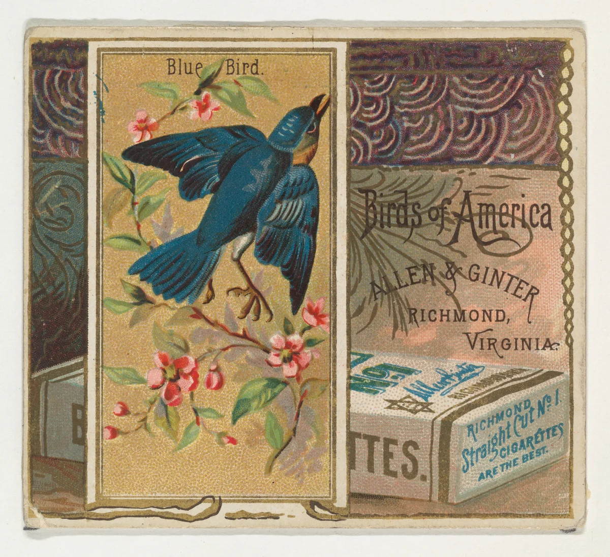 Bluebird, from the Birds of America series (N37) for Allen & Ginter Cigarettes by Allen & Ginter, print, 1888