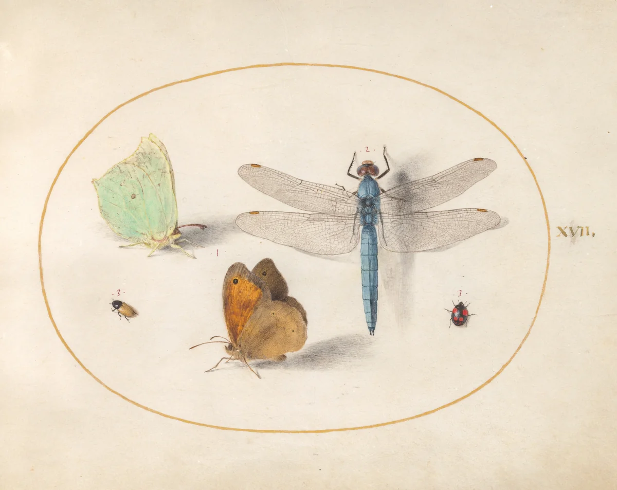 Plate 17: Brimstone and Meadow Brown(?) Butterflies, a Blue Chaser, and Two Small Insects by Joris Hoefnagel, drawing, 1570-1599