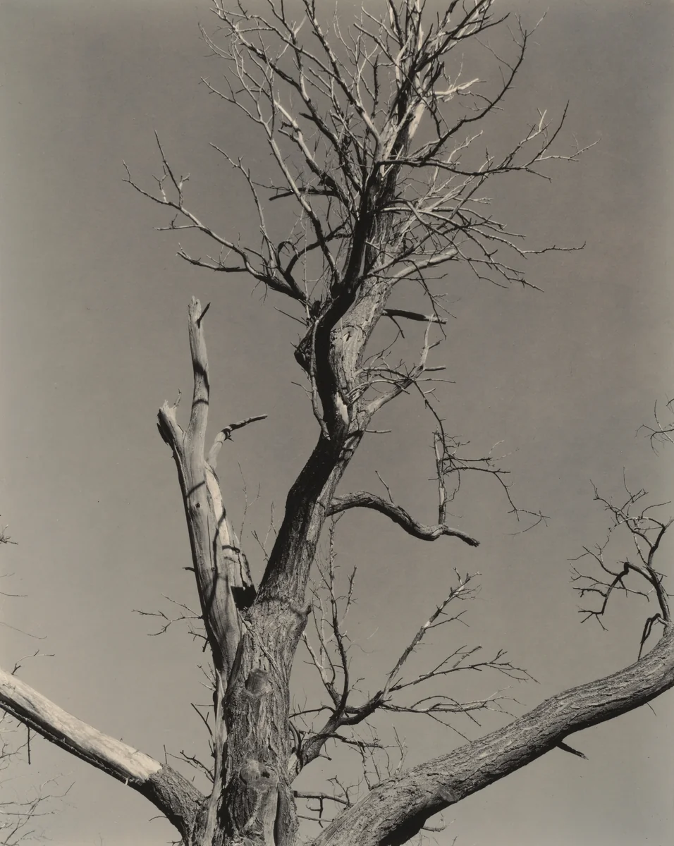 The Dying Chestnut Tree by Alfred Stieglitz, photograph, 1927