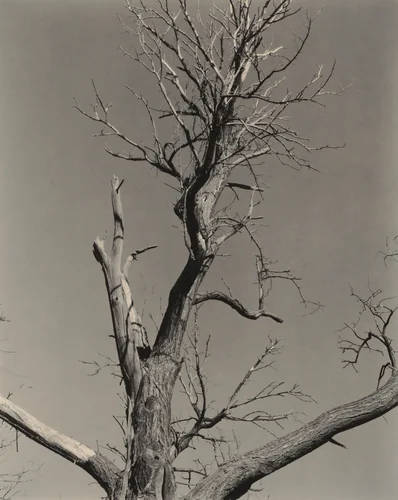 The Dying Chestnut Tree by Alfred Stieglitz, photograph, 1927