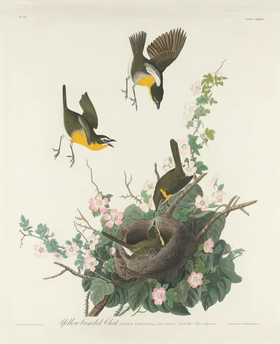 Yellow-breasted Chat by Robert Havell, Jr.; John James Audubon, print, 1832