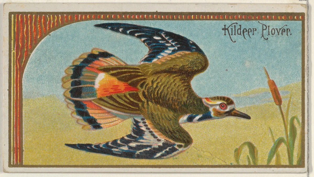 Kildeer Plover, from the Game Birds series (N13) for Allen & Ginter Cigarettes Brands by Allen & Ginter, print, 1889