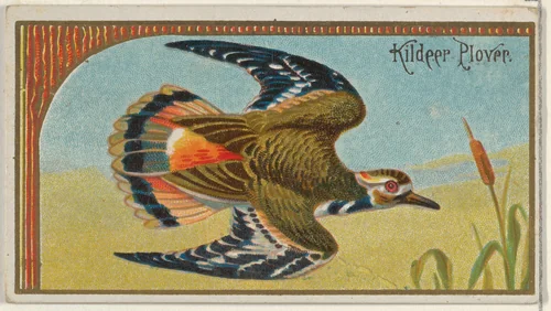 Kildeer Plover, from the Game Birds series (N13) for Allen & Ginter Cigarettes Brands by Allen & Ginter, print, 1889