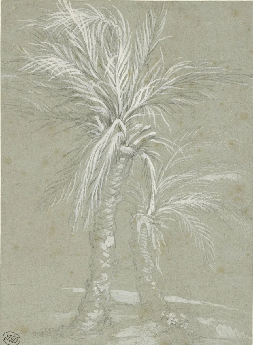 Two Palm Trees by Mattia Preti, drawing, 1661-1666