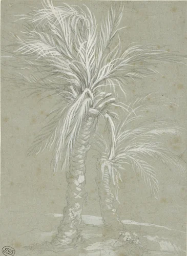 Two Palm Trees by Mattia Preti, drawing, 1661-1666