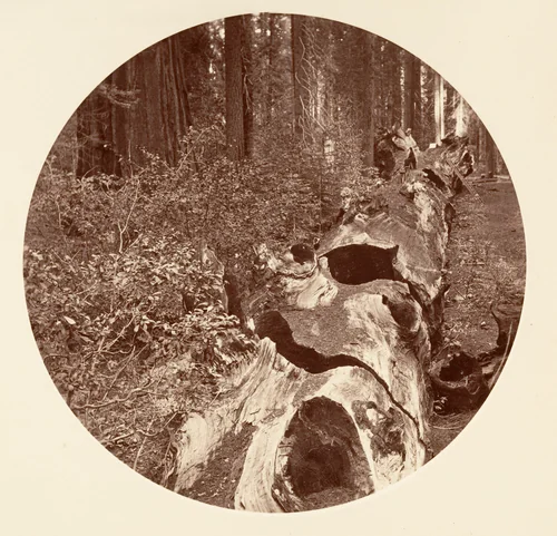 Auld Reckie - C. Grove by Carleton E. Watkins, photograph, 1876-1880