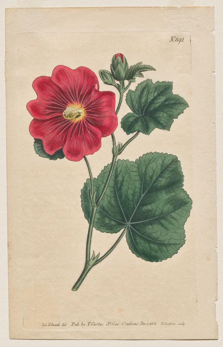 The Botanical Magazine or Flower Garden Displayed: Plate 892, Althaea Flexuosa. Seringapatam A Hollyhock . [Althea rosea] by Francis Sansom, print, 1805