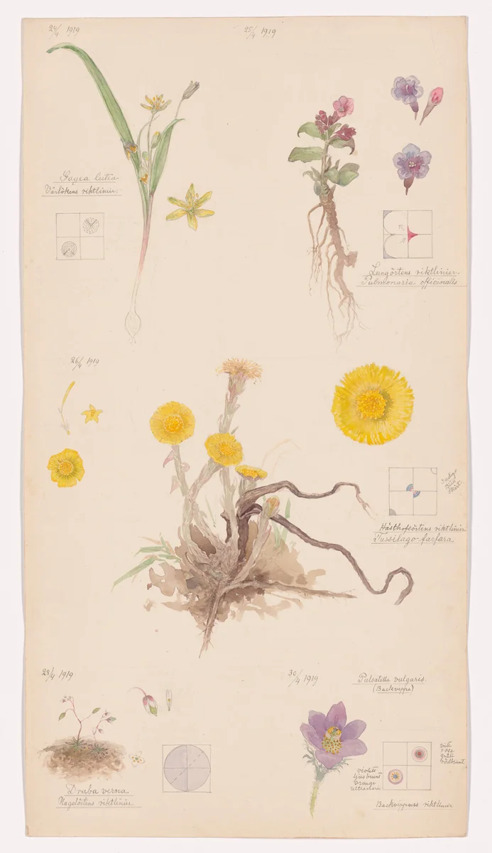 Gagea lutea (Yellow Star-of-Bethlehem), Pulmonaria officinalis (Common Lungwort), Tussilago farfara (Coltsfoot), Draba verna (Common Whitlowgrass), Pulsatilla vulgaris (European Pasqueflower). Sheet 2 from the portfolio Nature Studies by Hilma af Klint, drawing, 1919