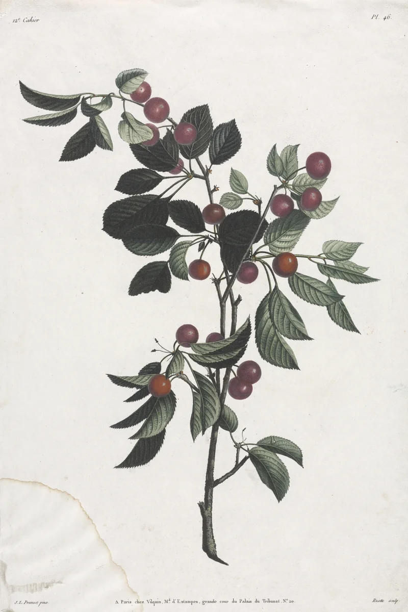 Collection des fleurs et des fruits: Branches de Cérises précoce by Jean Louis Prévost, print, 1805