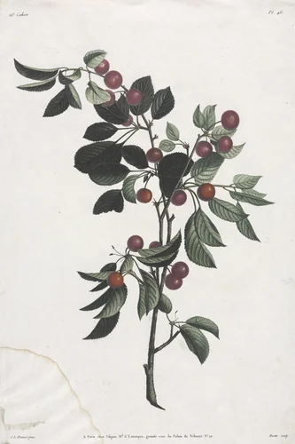Collection des fleurs et des fruits: Branches de Cérises précoce by Jean Louis Prévost, print, 1805